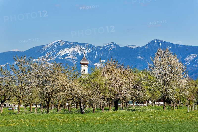 Blossoming apple trees