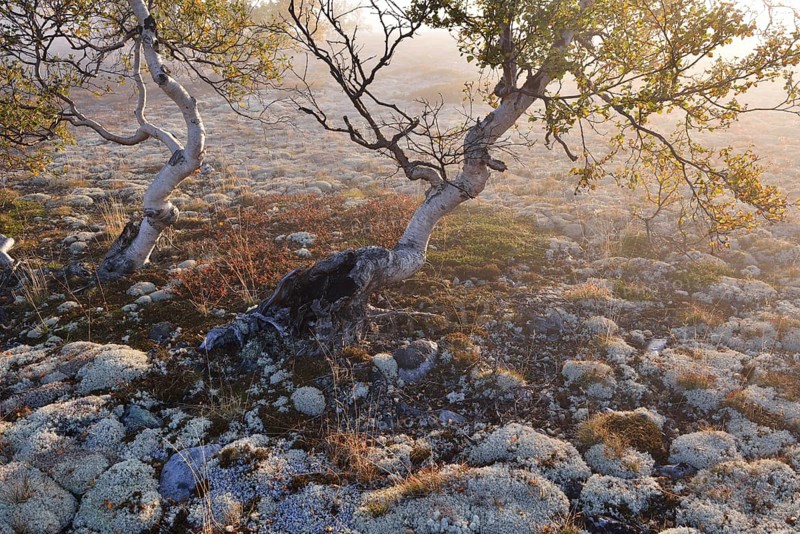 Downy Birch trees (Betula pubescens) and Reindeer Lichen (Cladonia rangiferina)