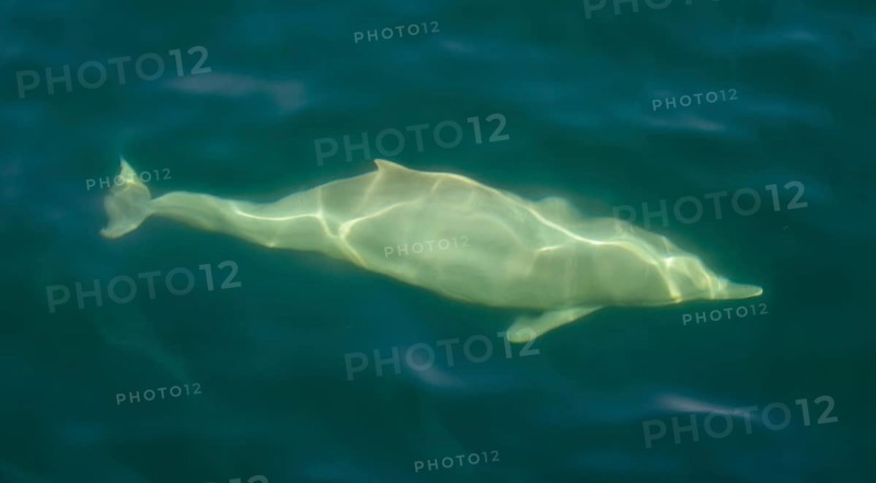 Spinner Dolphin (Stenella longirostris)