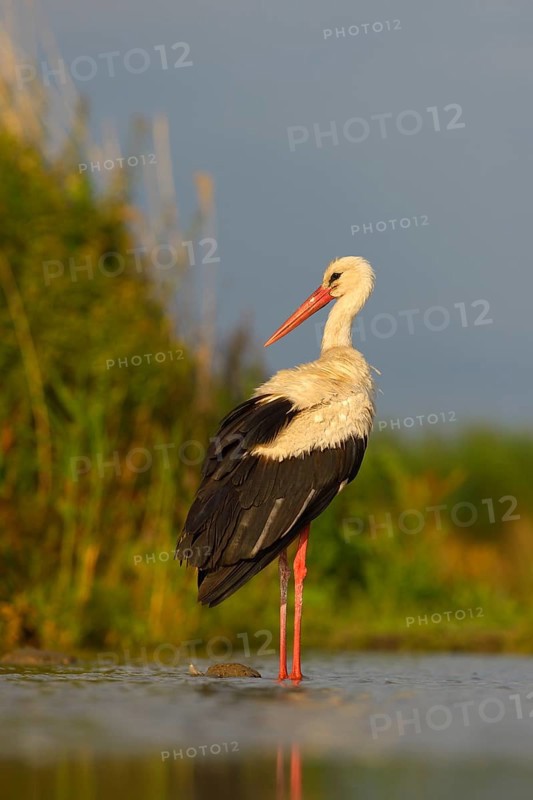 White Stork (Ciconia ciconia)