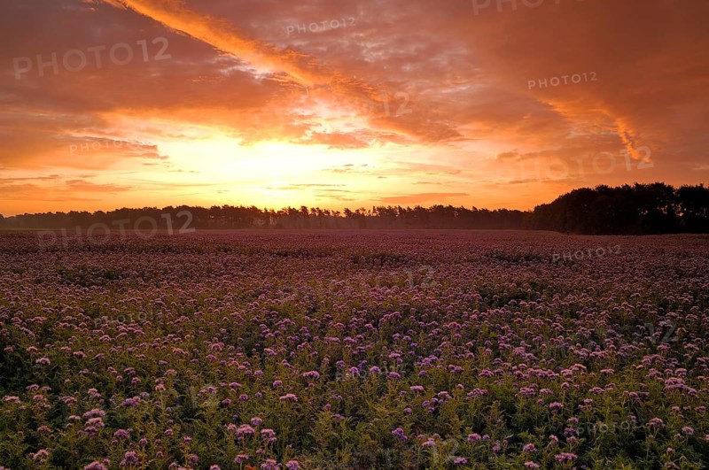 Field with Self-heal