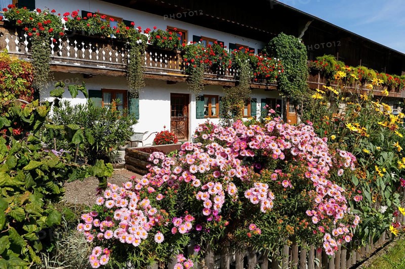 Kitchen garden with asters