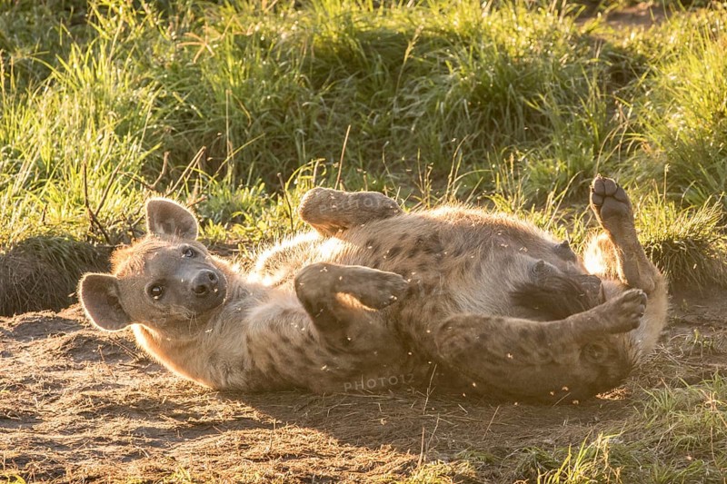 Spotted Hyena (Crocuta crocuta)