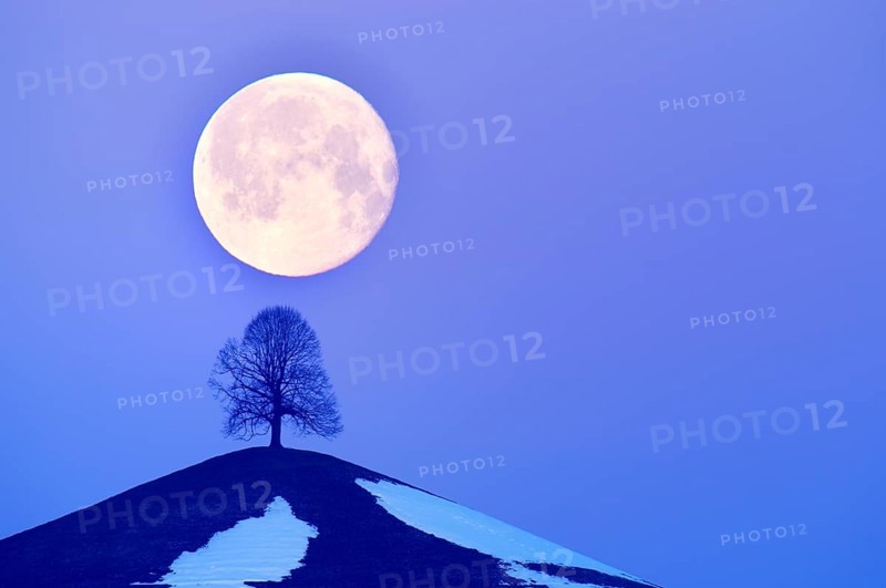 Lime Tree (Tilia) on a moraine hill at full moon