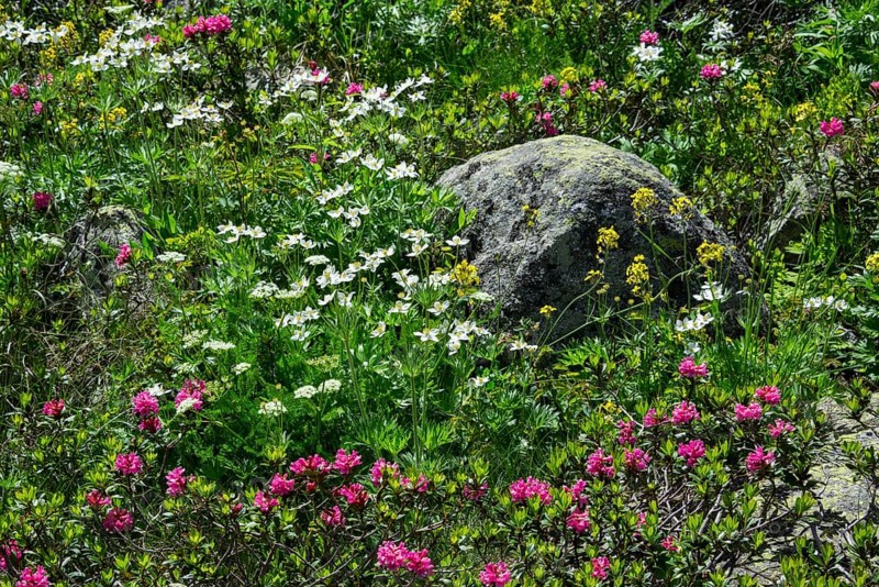 Hairy Alpenrose (Rhododendron hirsutum)