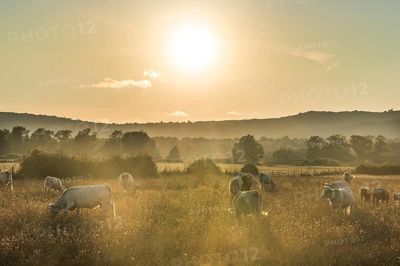 Charolais cattle