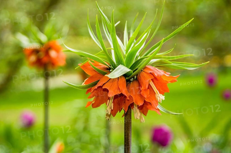 Fritillaries (Frittilaria)