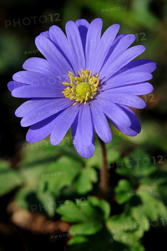 Balkan Anemone (Anemone blanda)