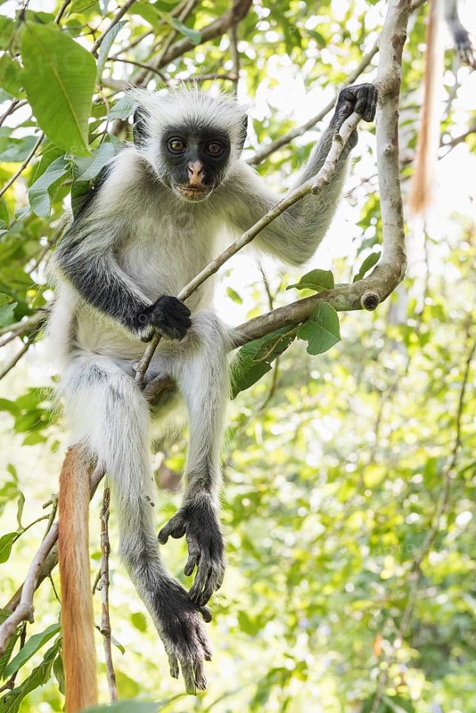 Zanzibar Red Colobus (Procolobus kirkii) sitting on a tree