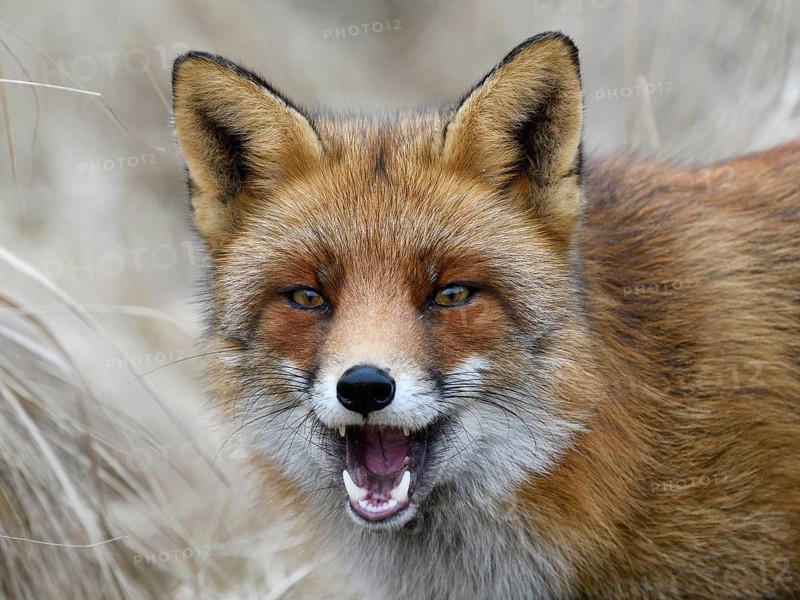 Red fox (Vulpes vulpes)