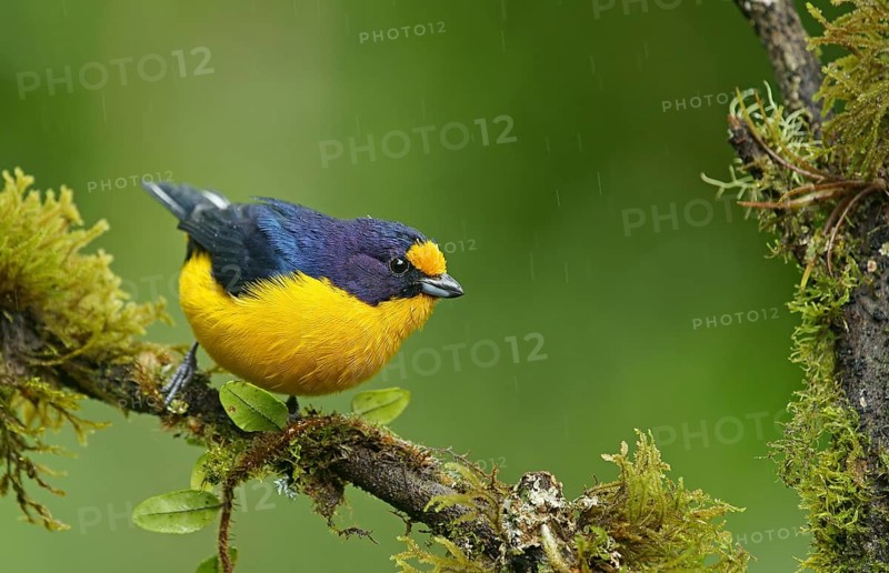 Euphonia violacea (Euphonia violacea)