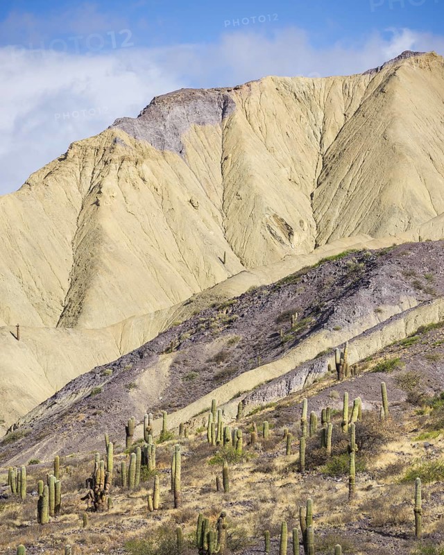 Mountains with Trichocereus pasacana cacti in the foreground
