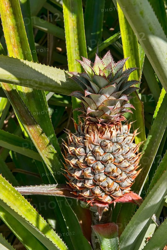 Hawaiian pineapple (Ananas sp.)