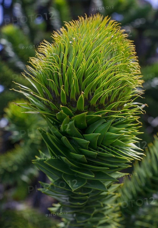 Monkey puzzle tree (Araucaria araucana)