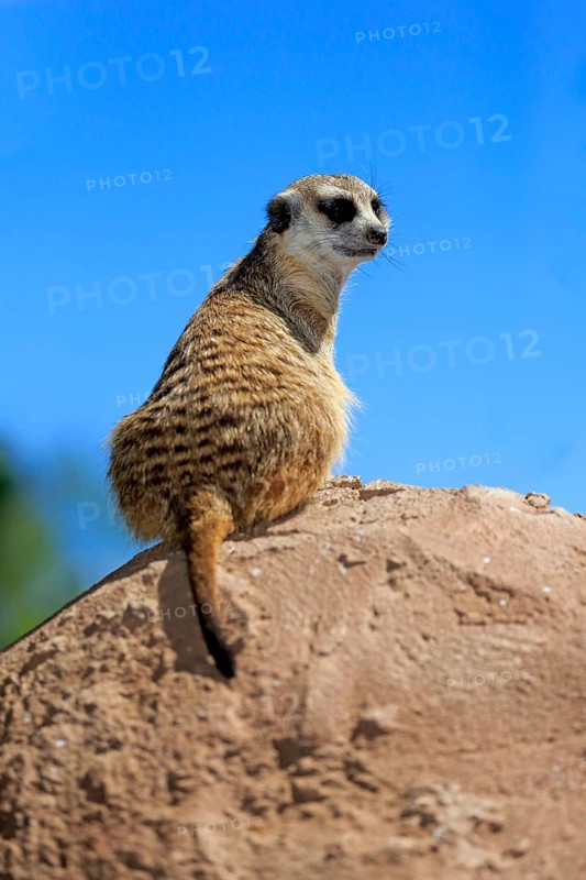Meerkat (Suricata suricatta)