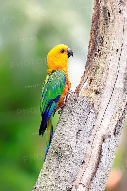 Sun Parakeet (Aratinga solstitialis jandaya)