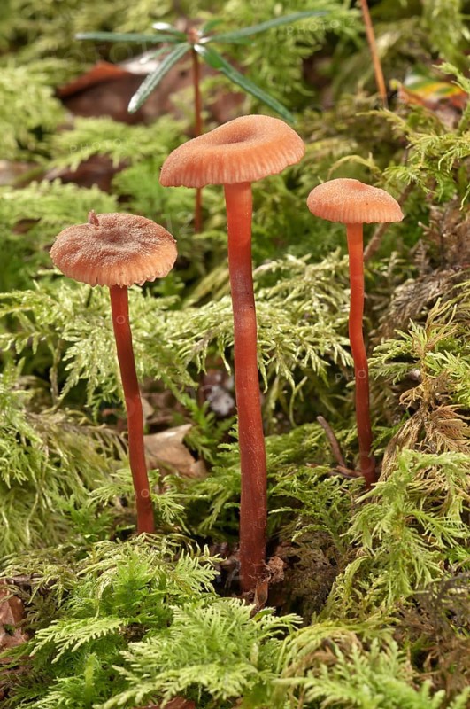 Waxy laccaria (Laccaria laccata)