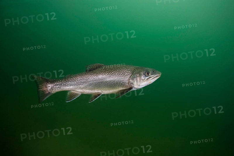 Rainbow trout (Oncorhynchus mykiss)