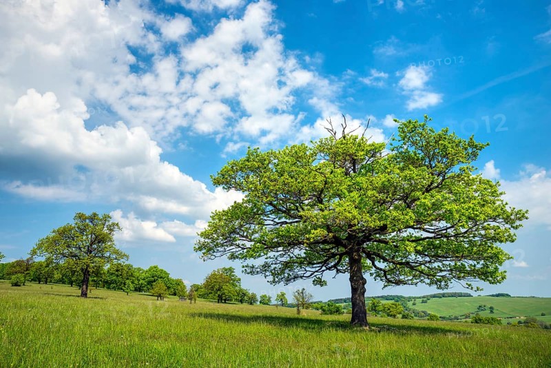 Oaks