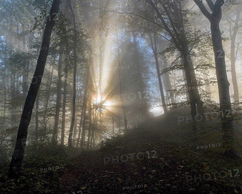 Sun rays in foggy mountain forest