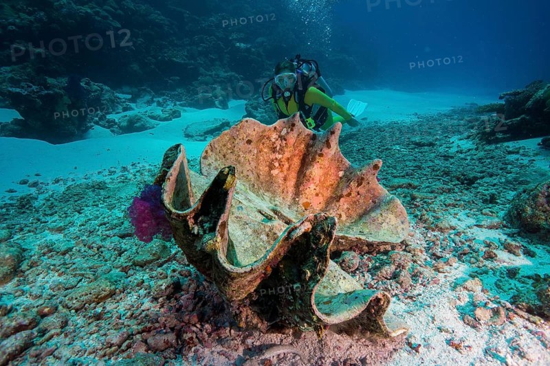 Diver looking at a dead Maxima Clam or Small Giant Clam (Tridacna maxima)