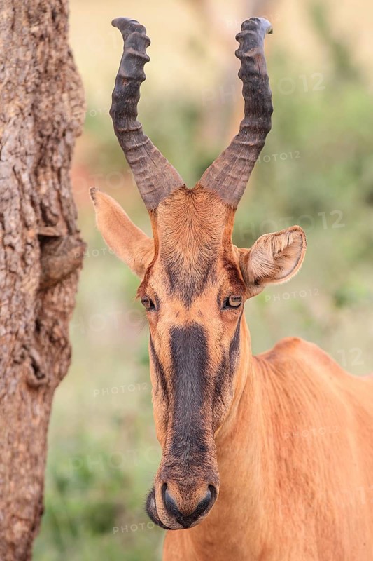 Lelwel Hartebeest (Alcelaphus buselaphus lelwel)