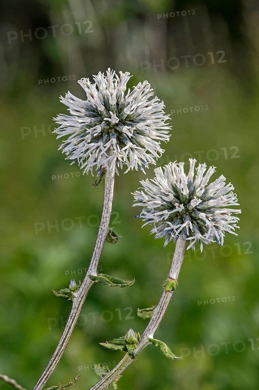 Glandular Globe-thistle (Echinops sphaerocephalus)