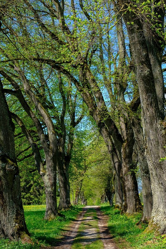 Kurfurstenallee