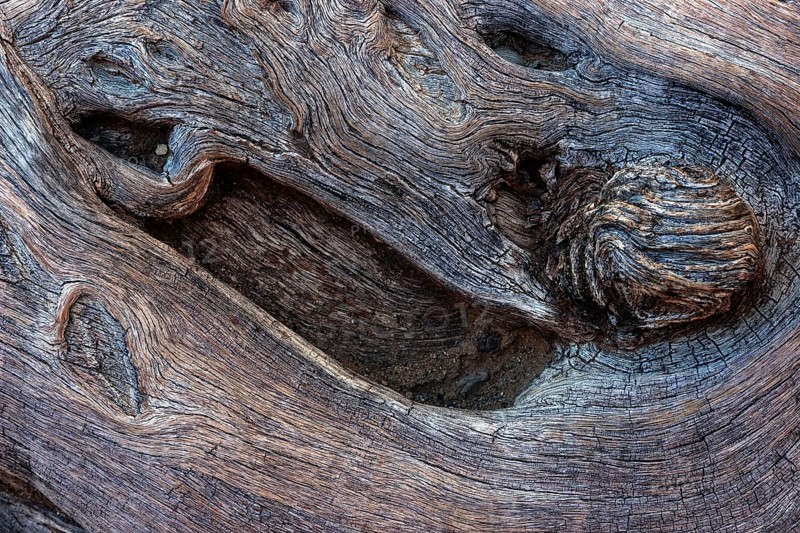 Wood structure of a dead Camel thorn tree (Vachellia erioloba)
