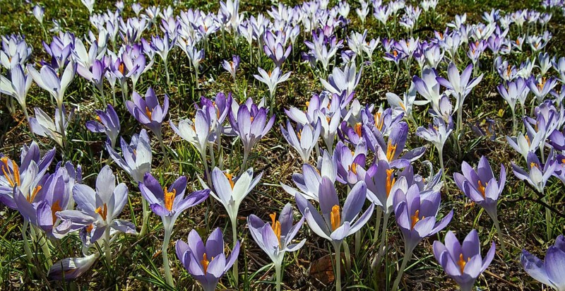 Crocuses (Crocus)