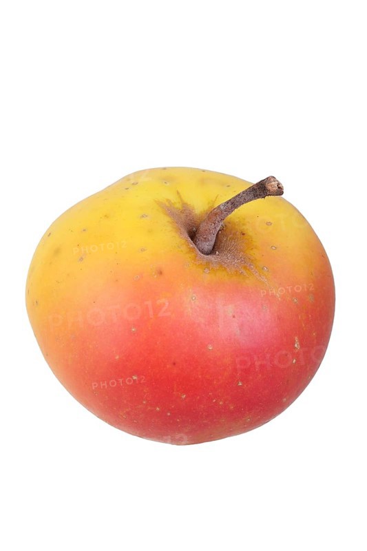Apple variety Silesian Grey Apple