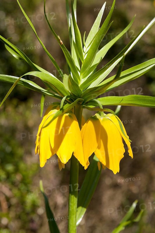 Imperial Crown (Fritillaria imperialis)