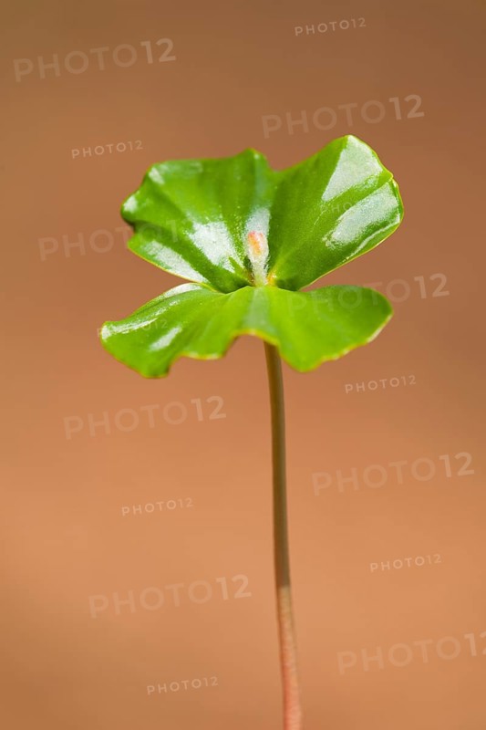 European beech (Fagus sylvatica)