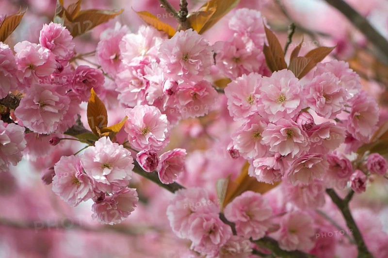 Japanese Cherry (Prunus serrulata)