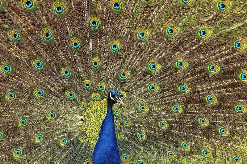 Indian peafowl (Pavo cristatus)