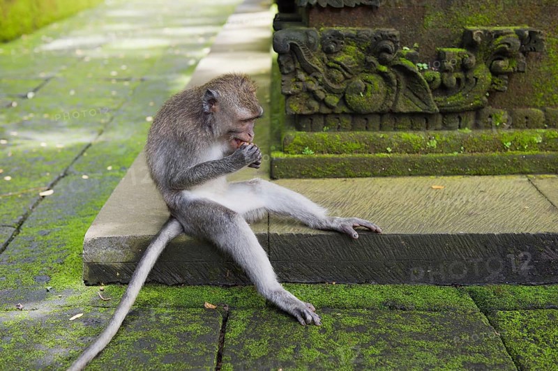 Macaque (Macaca sp.) in the Monkey Forest temple