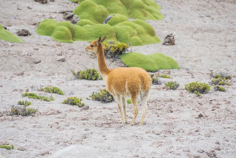 Vicuna or Vicugna (Vicugna vicugna) with Yareta or Llareta cushion plants (Azorella compacta)