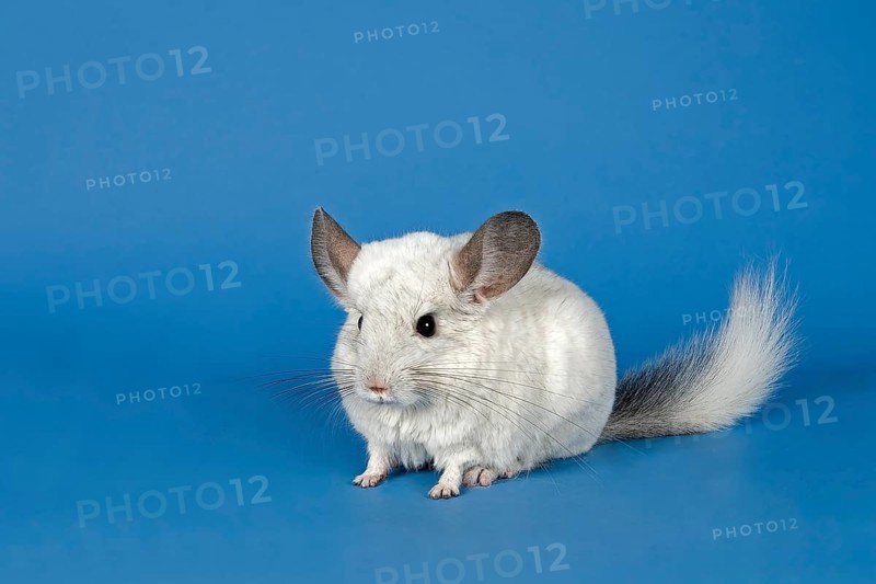 Chinchilla