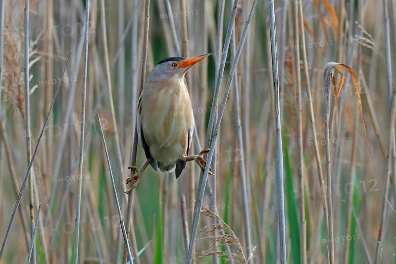 Little Bittern (Ixobrychus minutus)