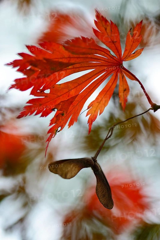Autumn leaves of the Downy Japanese Maple (Acer japonicum 'Aconitifolium')