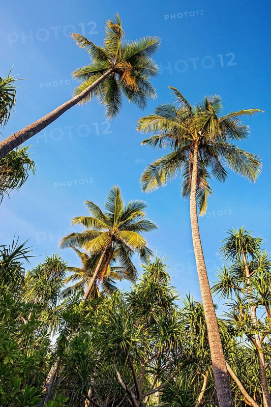 Coconut Palms (Cocos nucifera) and Screwpines (Pandanus tectorius)