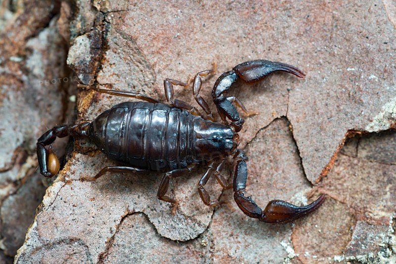 Alpenskorpion (Euscorpius germanus)