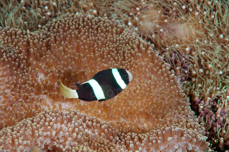 Sebae clownfish (Amphiprion sebae)