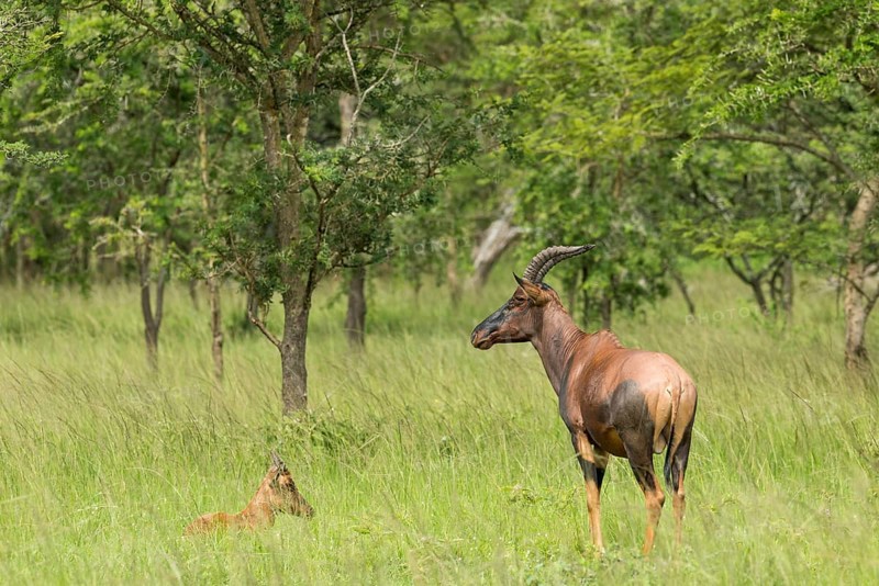 Topi (Damaliscus lunatus)