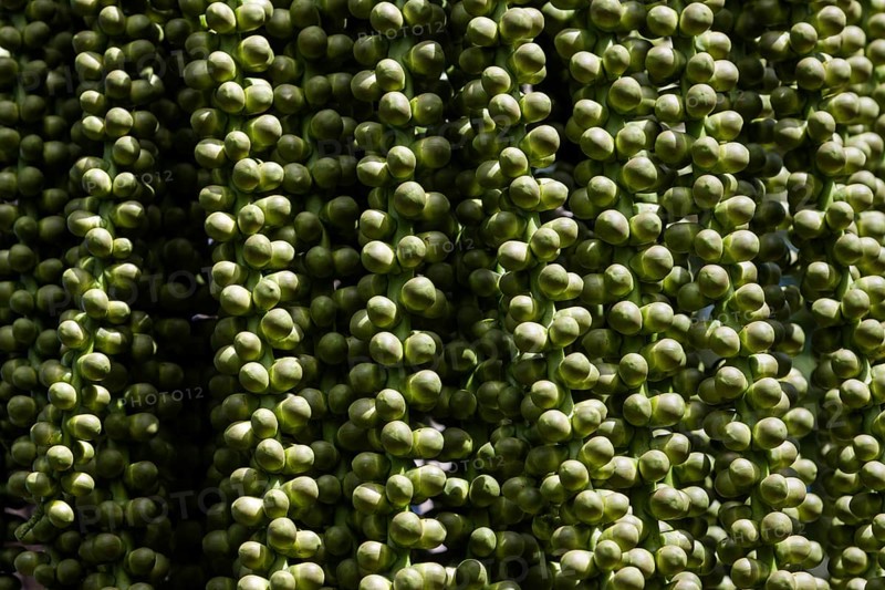 Fruits of a date palm