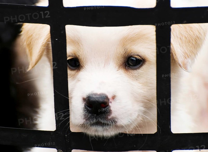 Puppy behind bars