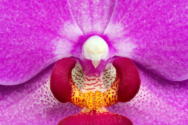 Moth Orchid (Phalaenopsis cultivar) blossom