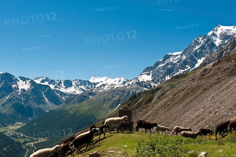 Flock of sheep moving past a wayside cross