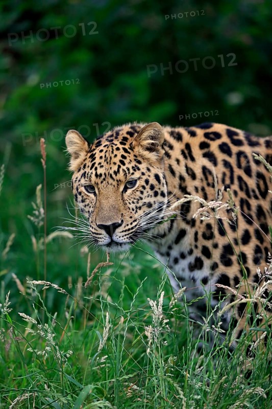 Amur Leopard (Panthera pardus orientalis)