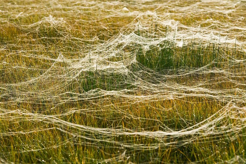 Cobwebs on a meadow
